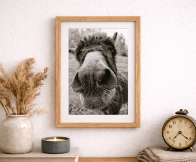 norbert norbert