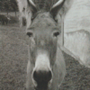 hippolyte