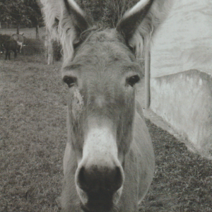 hippolyte