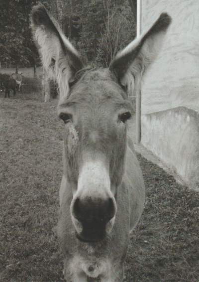 hippolyte