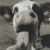 marguerite