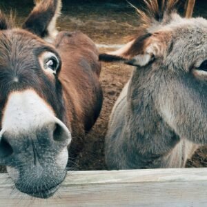 Close-up of two cute donkeys on a farm, showcasing curious expressions.